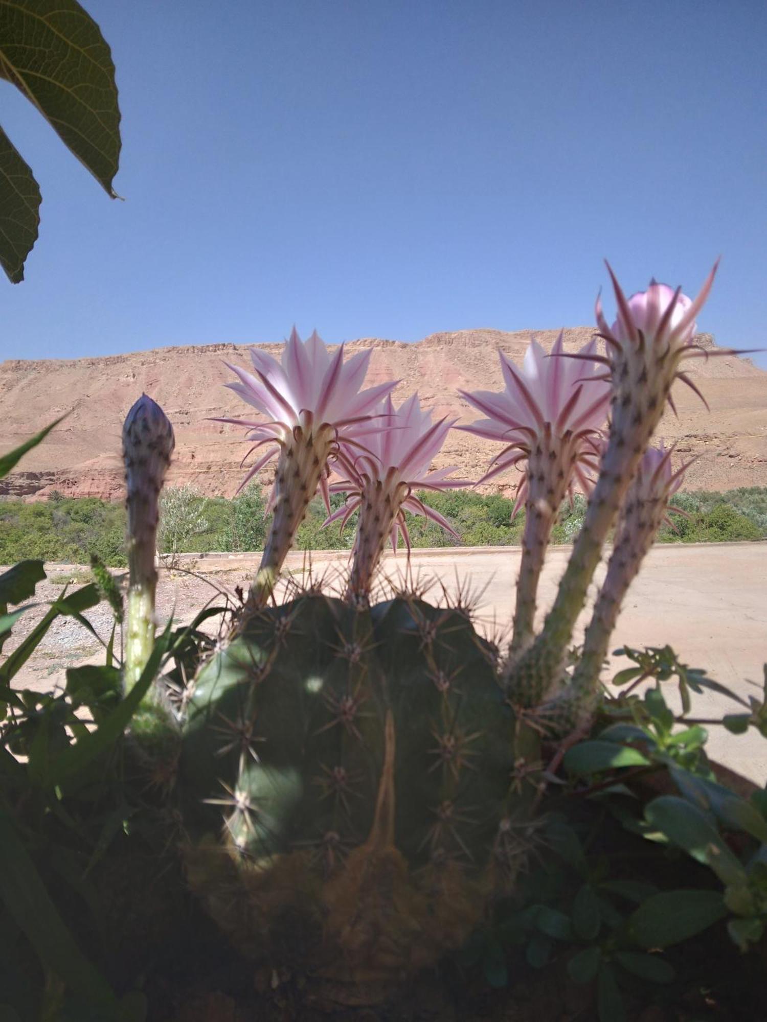 Hotel Dar Bilal Ait Benhaddou Esterno foto